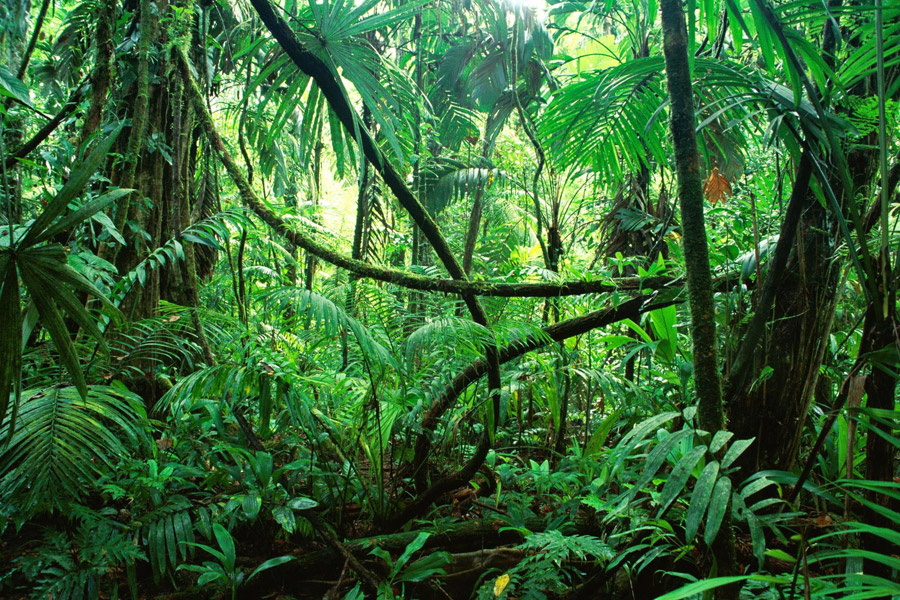インドネシアのジャングルで生臭い臭気が漂ってきた。後ろを振り返ると
